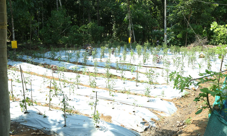Haritha Bio Park Tourism-Panamkuzhy,Kodanad