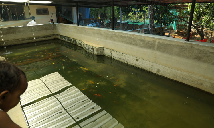 Haritha Bio Park Tourism-Panamkuzhy,Kodanad