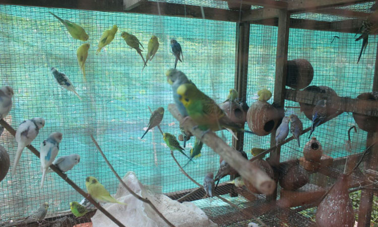 Haritha Bio Park Tourism-Panamkuzhy,Kodand