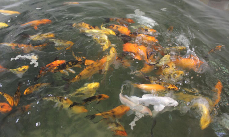 Haritha Bio Park Tourism-Panamkuzhy,Kodand