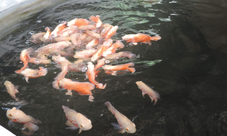 Haritha Bio Park Tourism-Panamkuzhy,Kodand