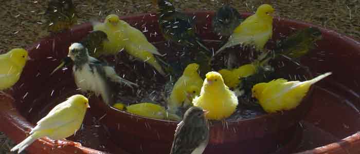 Ornamental Birds -Haritha Bio Park, Panamkuzhy,Kodanad